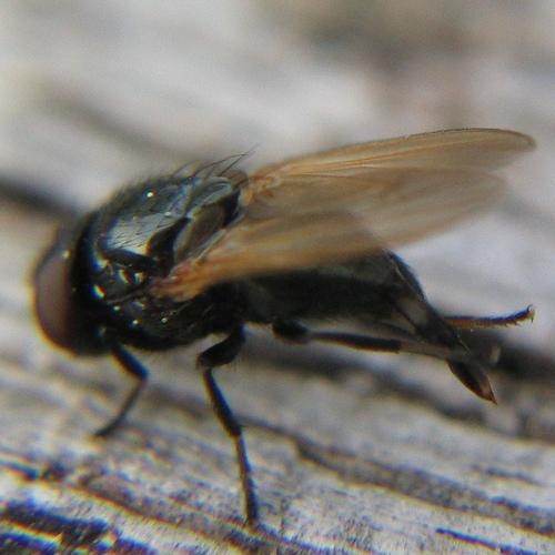 Réf. 8 218 : Dasiops sp.