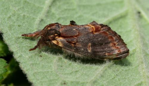 Notodonta dromedarius