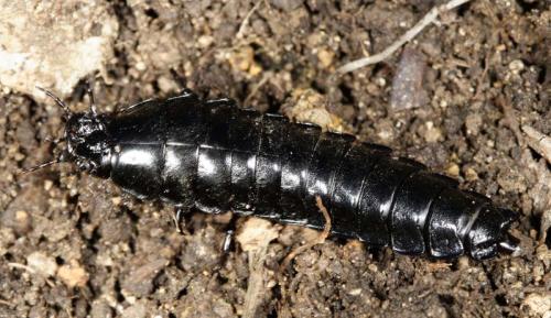 Carabus sp.