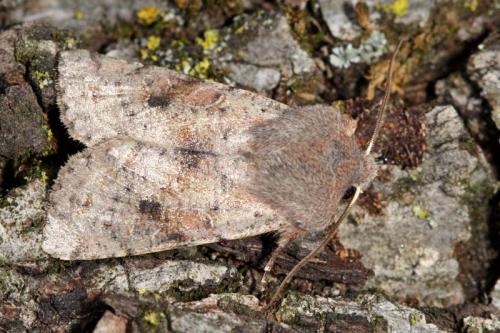 Réf. 8 065 : Orthosia incerta