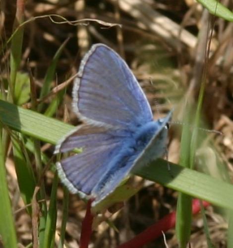 Polyommatus sp.