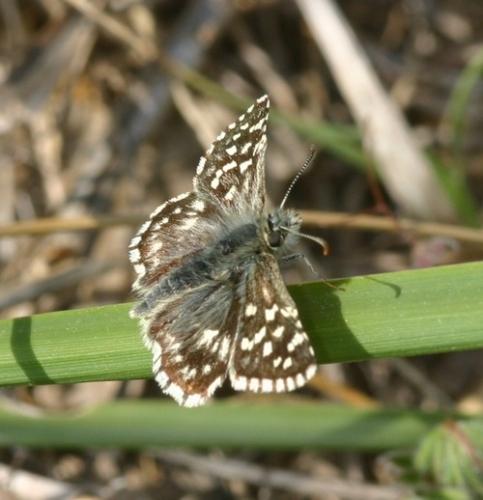 Réf. 8 290 : Pyrgus malvoides