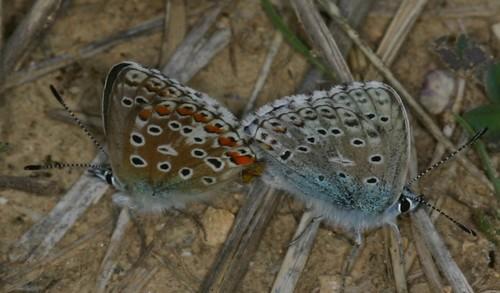 Polyommatus bellargus