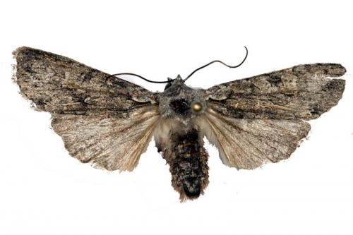 Lithophane furcifera