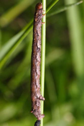 Colotois pennaria