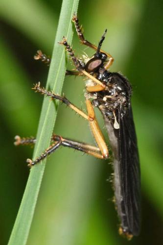 Dioctria sp.