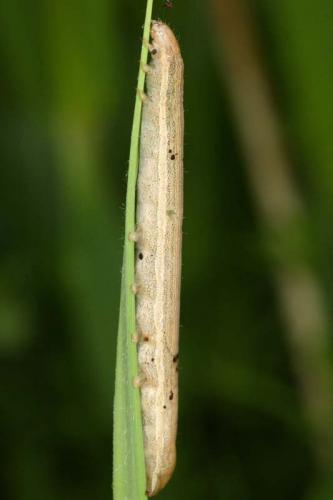 Mythimna sp.