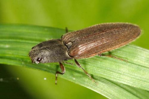 Réf. 8 860 : Athous haemorrhoidalis