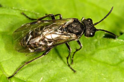 Réf. 8 857 : Sciapteryx consobrina