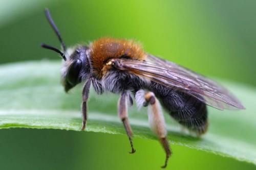 Andrena haemorrhoa