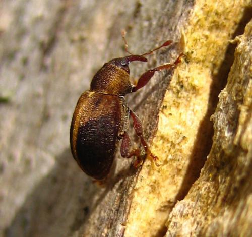 Réf. 8 125 : Lignyodes enucleator
