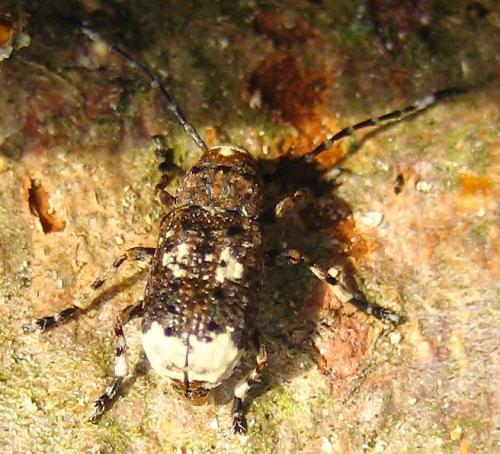 Platystomos albinus