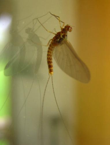 Cloeon dipterum