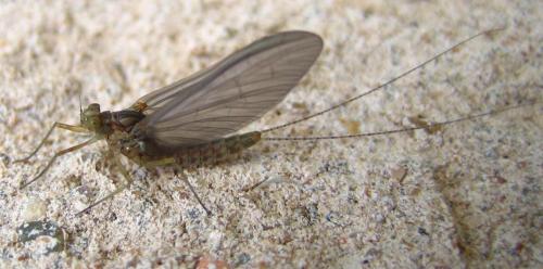 Réf. 8 082 : Cloeon dipterum