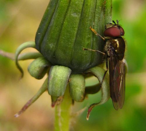 Réf. 8 271 : Platycheirus sp.