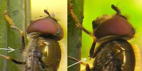 Réf. 8 298 : Platycheirus sp.