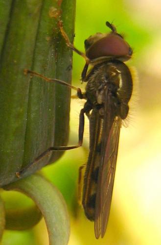 Réf. 8 272 : Platycheirus sp.