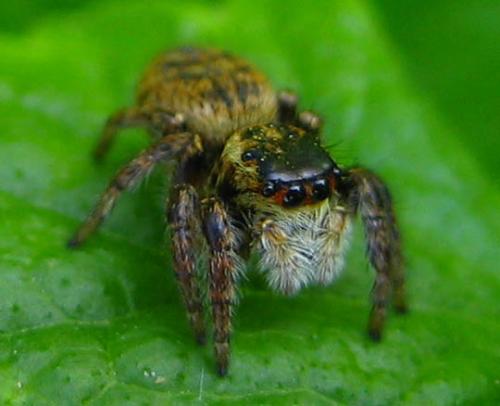 Réf. 8 023 : Carrhotus xanthogramma