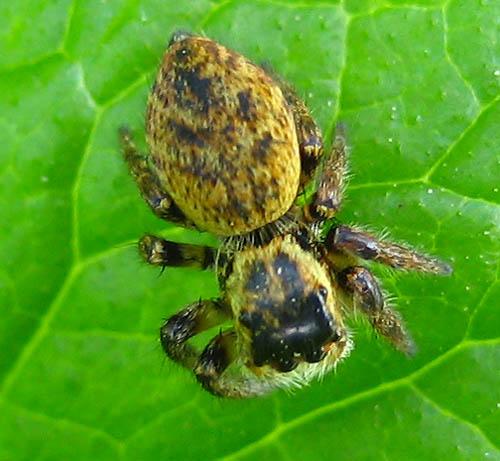 Carrhotus xanthogramma