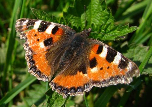 Réf. 8 008 : Aglais urticae