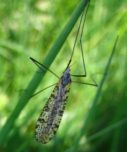 Limnophila schranki