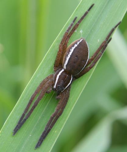 Dolomedes fimbriatus