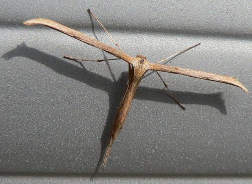 Emmelina monodactyla
