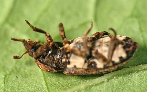 Dermestes mustelinus