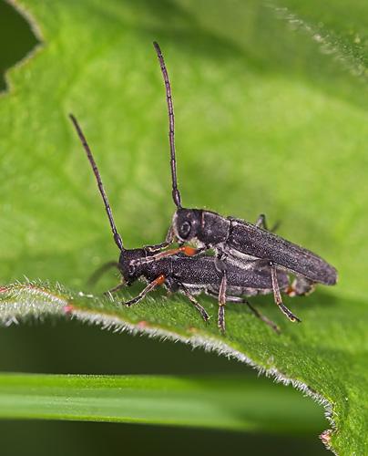 Phytoecia cylindrica