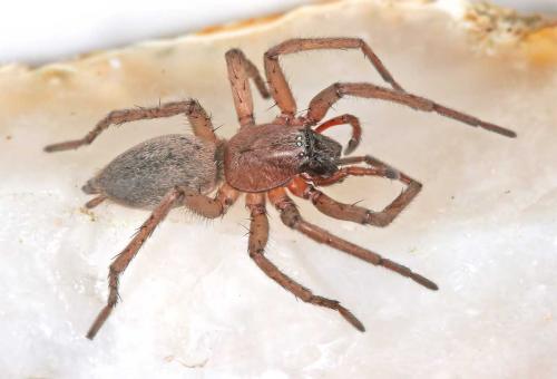 Drassodes sp.