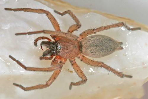 Drassodes sp.