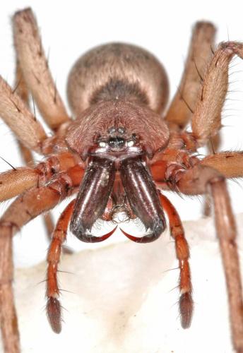 Drassodes sp.