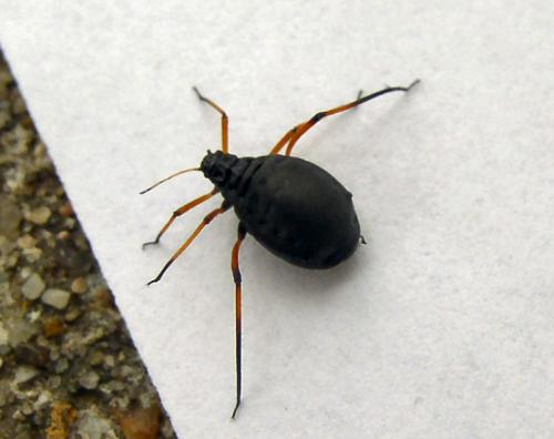 Réf. 8 738 : Cinara sp.
