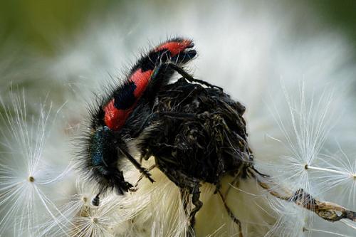 Trichodes alvearius