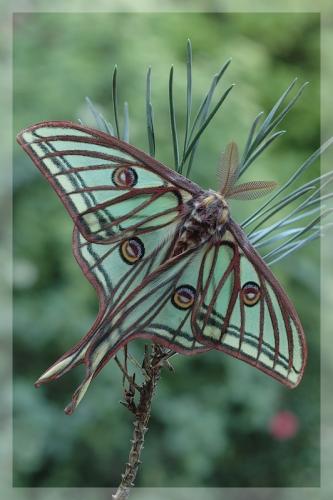 Actias isabellae