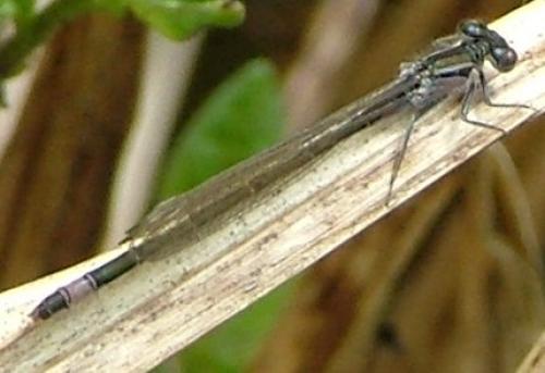 Ischnura elegans
