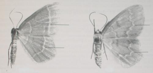 Réf. 8 710 : Jodis sp.