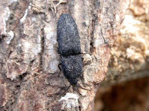 Réf. 8 171 : Lacon punctatus