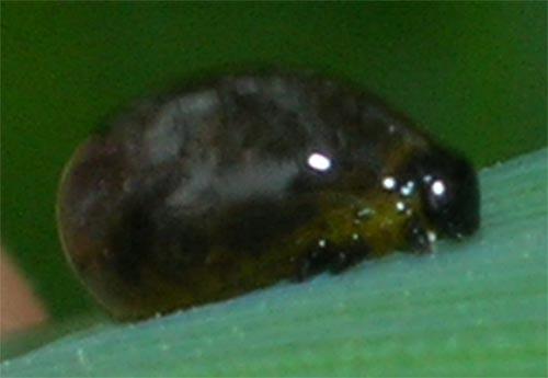 Oulema sp.
