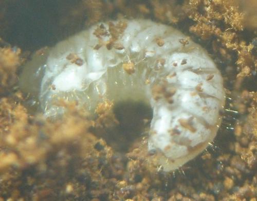 Réf. 8 423 : Bolitophagus reticulatus