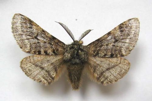 Réf. 8 446 : Lycia hirtaria