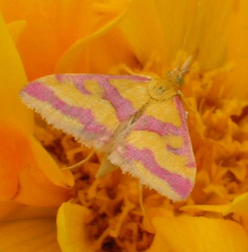 Pyrausta sanguinalis