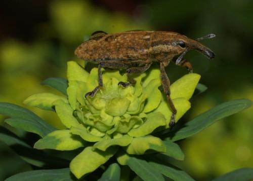 Réf. 8 120 : Lixus punctiventris