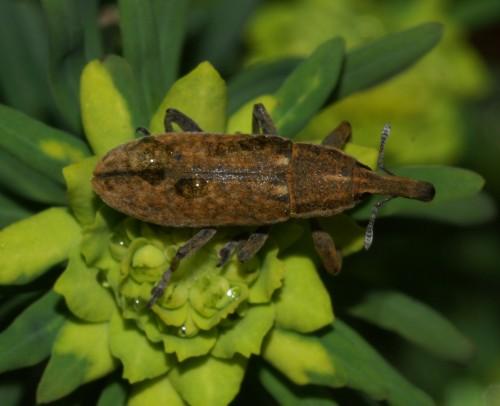 Réf. 8 123 : Lixus punctiventris