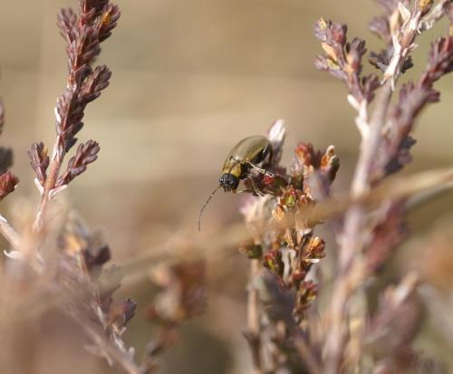 Réf. 8 873 : Lochmaea suturalis
