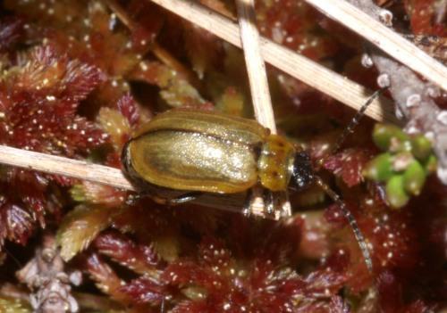 Réf. 8 874 : Lochmaea suturalis