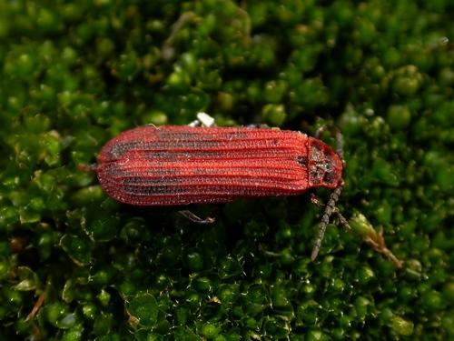 Réf. 8 579 : Dictyoptera aurora