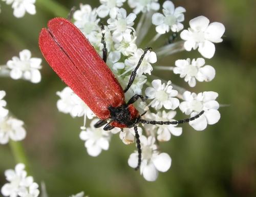 Réf. 8 580 : Lygistopterus sanguineus