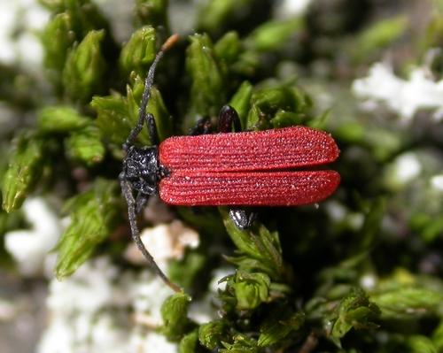 Platycis minutus