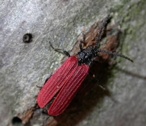 Pyropterus nigroruber